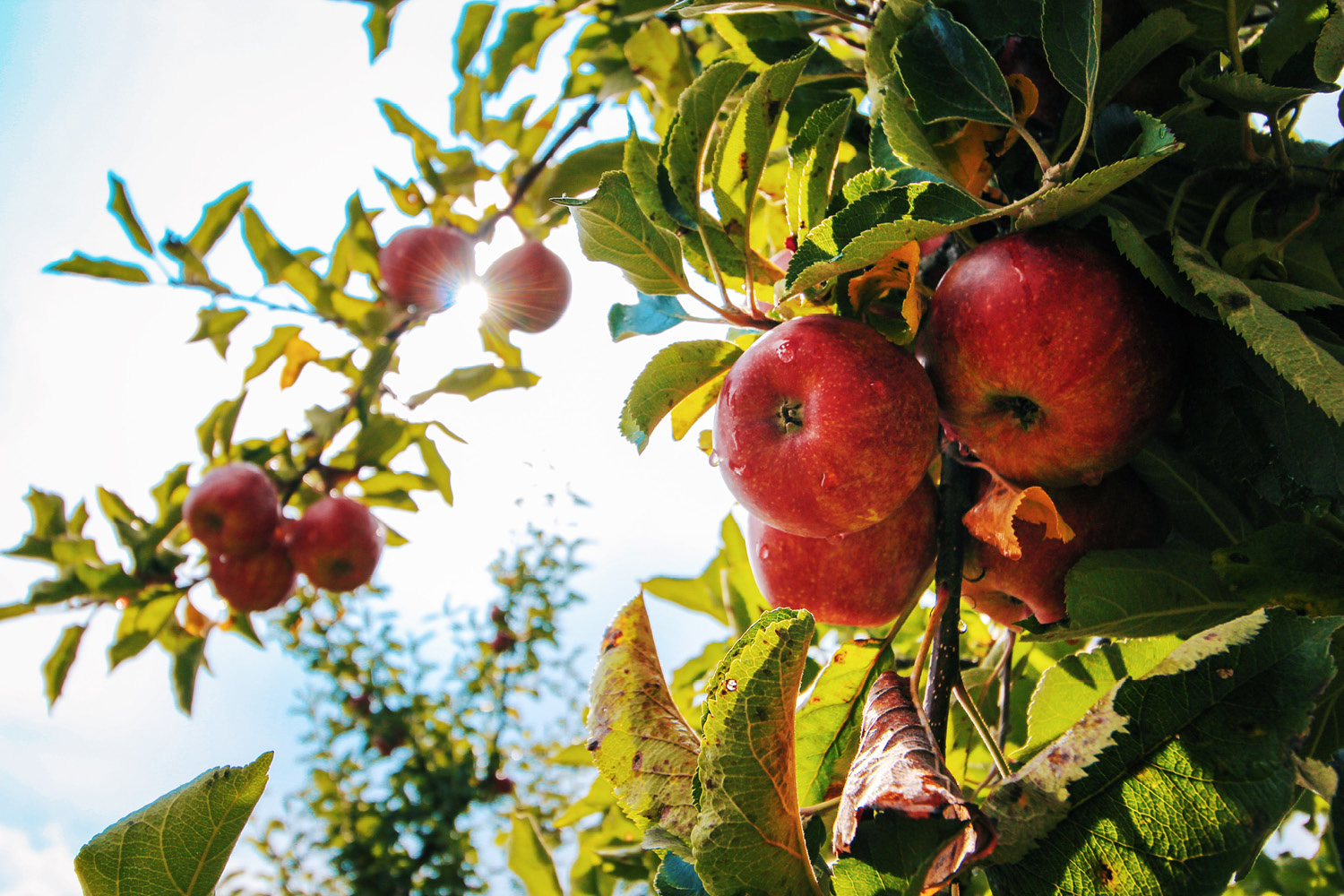 Lebensmittel Krebs vorbeugen Äpfel Apfelbaum Sanitätshaus Rehaform